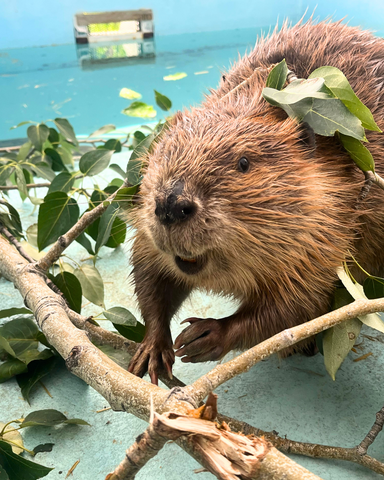 North American Beaver
