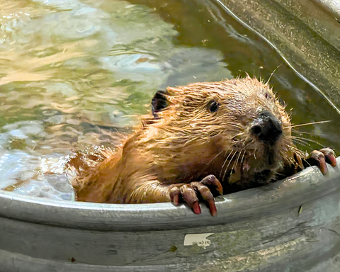North American Beaver