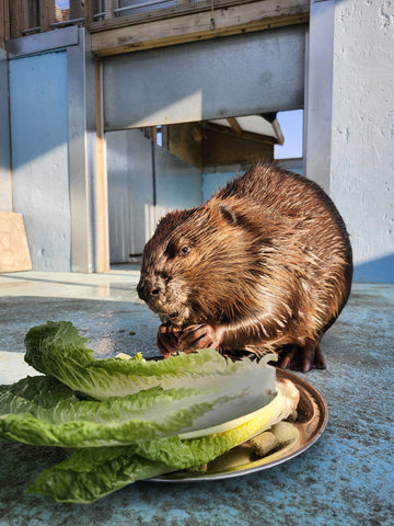 North American Beaver