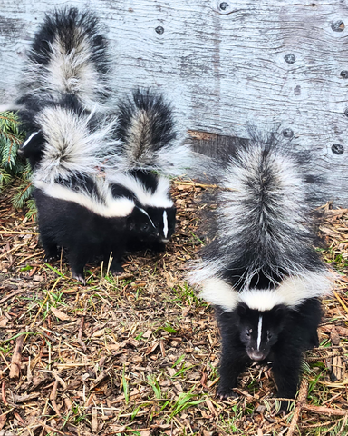 Striped Skunk