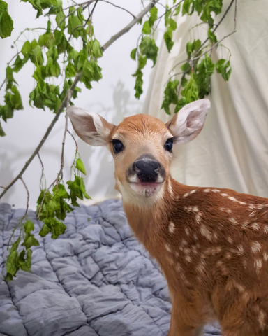 White-tailed Deer