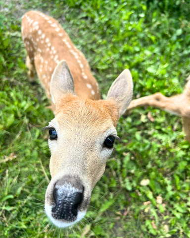 White-tailed Deer