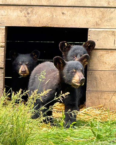 American Black Bear