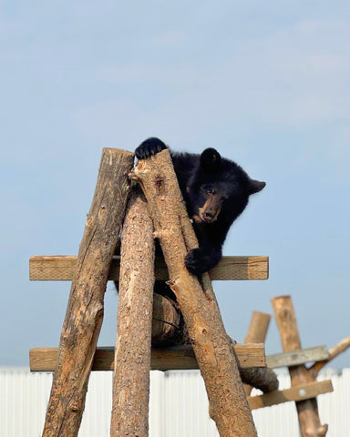 American Black Bear