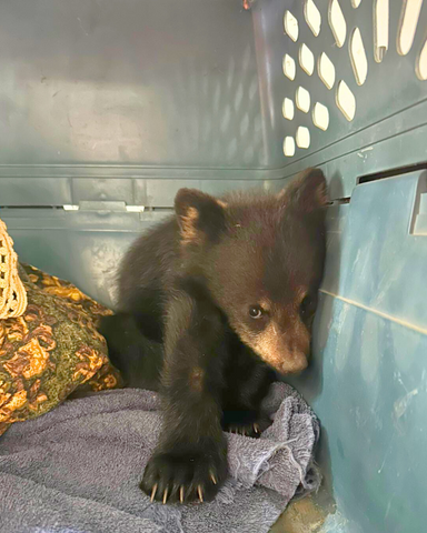 American Black Bear