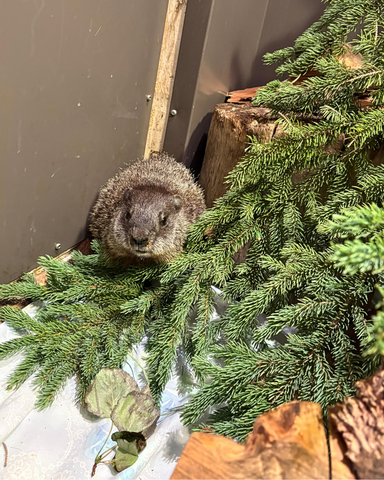 Groundhog