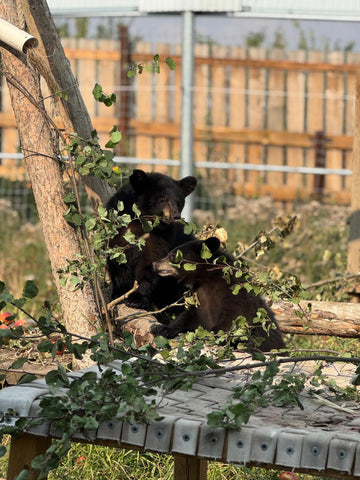 American Black Bear