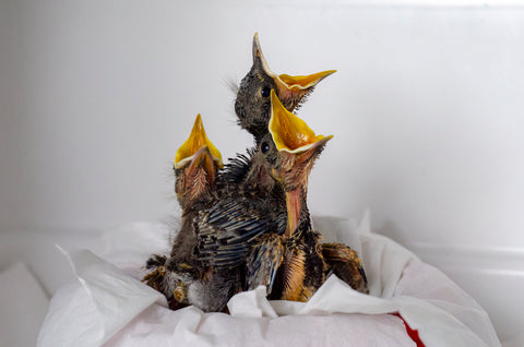 Robin Nestling