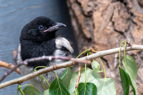 Magpie Nestling