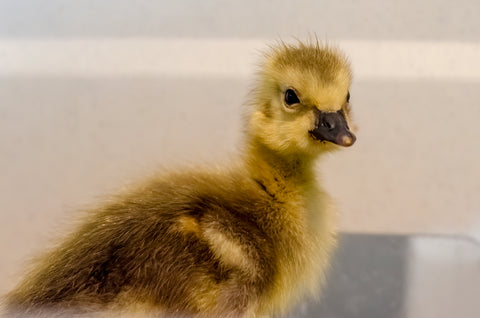 Gosling