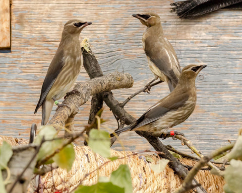 Cedar Waxwing
