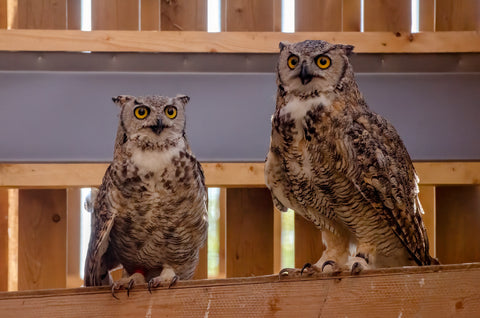Great Horned Owl