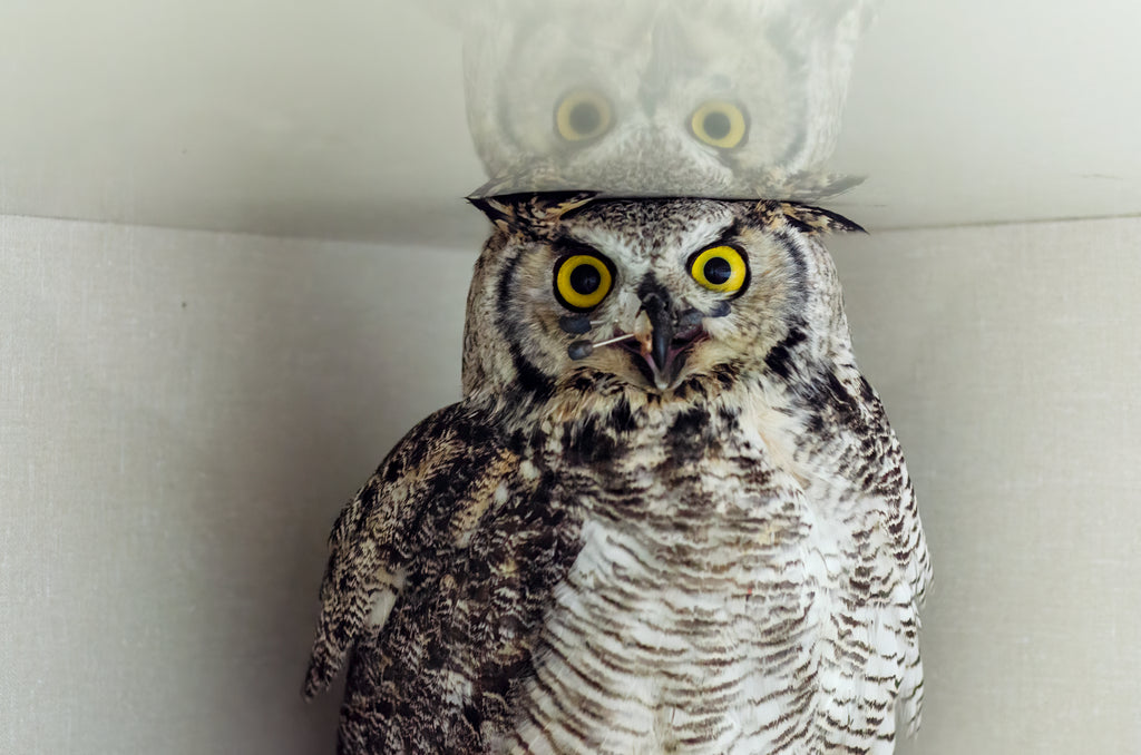 Great Horned Owl – AIWC.ca