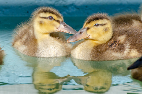 Mallard Duckling