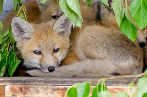 Red Fox Kit