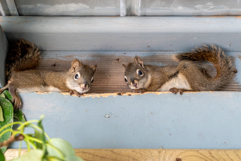 Red Squirrel