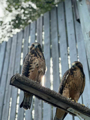 Swainson’s Hawk