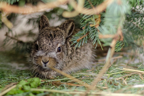 White-tailed Prairie Hare (Leveret)