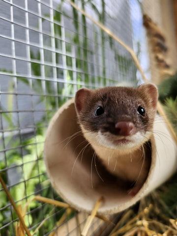 Long-tailed Weasel