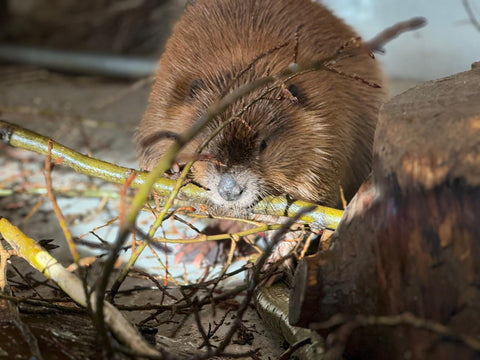 North American Beaver