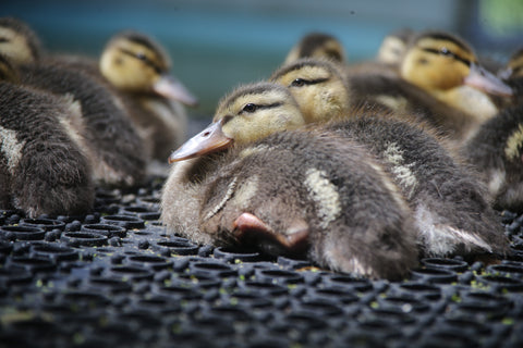 Mallard Duckling
