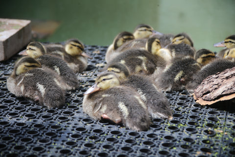 Mallard Duckling