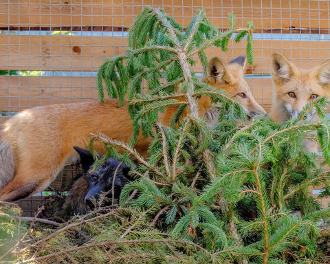 Red Fox Kits