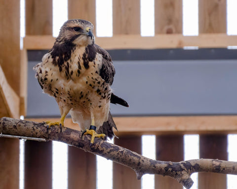 Swainson’s Hawk