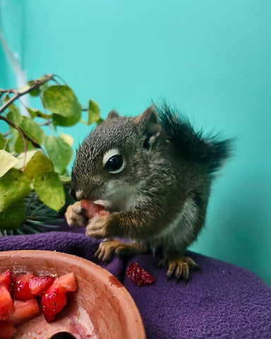 Red Squirrel