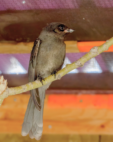 Gray Jay