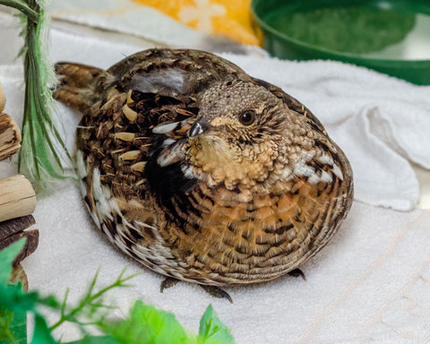 Ruffed Grouse