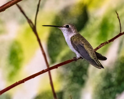Costa’s Hummingbird
