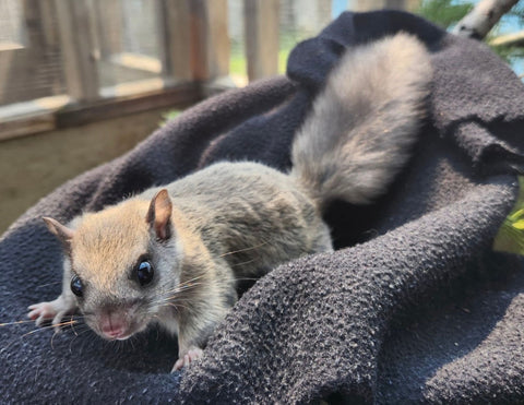 Northern Flying Squirrel