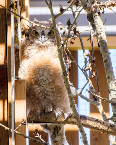 Great Horned Owlet