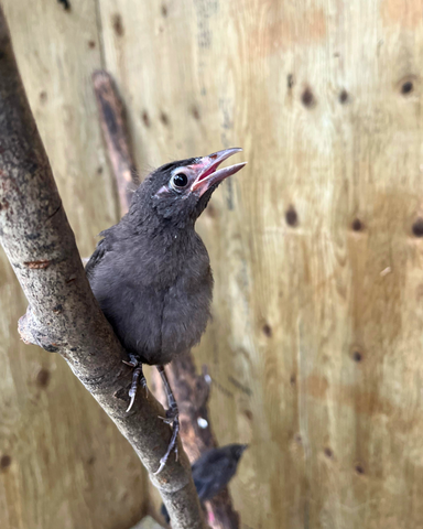 Common Grackle