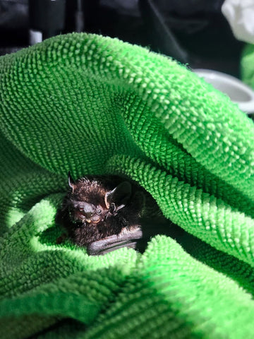 Silver-haired Bat