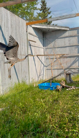 Great Blue Heron