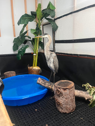 Great Blue Heron