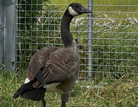 Canada Goose