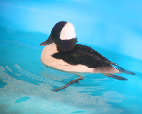 Bufflehead