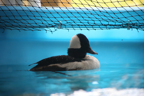 Bufflehead