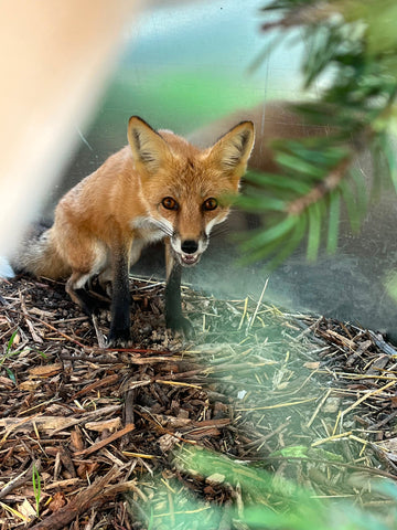 Red Fox
