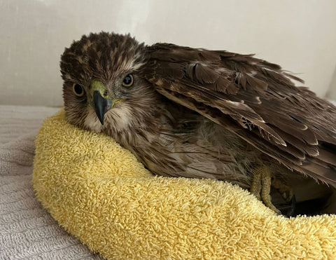 Cooper’s Hawk