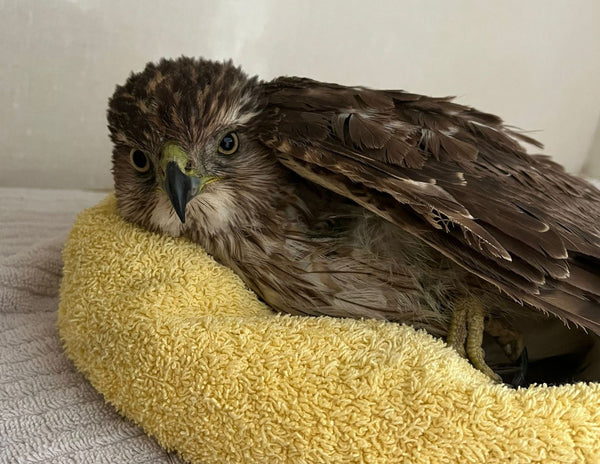 Cooper’s Hawk