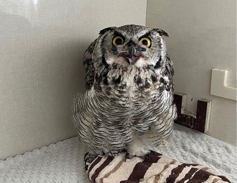 Great Horned Owl