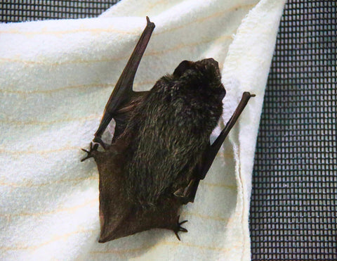 Silver-haired Bat