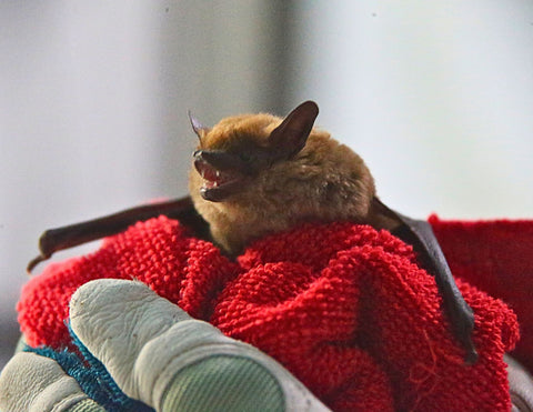 Big Brown Bat