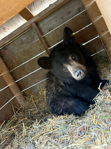 American Black Bear
