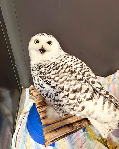 Snowy Owl
