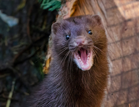 American Mink